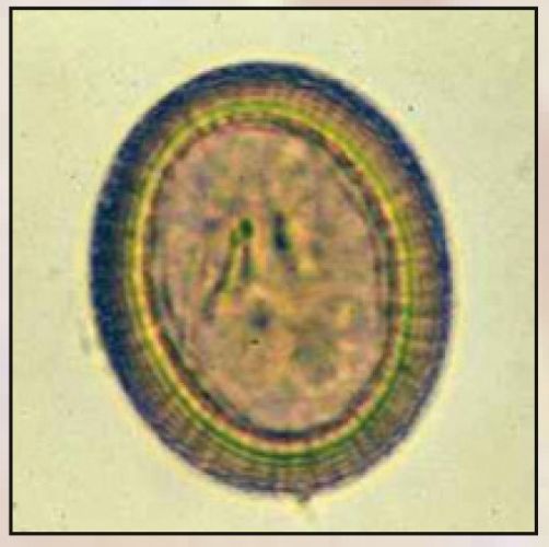 Barwniki oraz odczynniki do analiz parazytologicznych